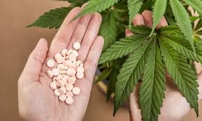 cbd seeds