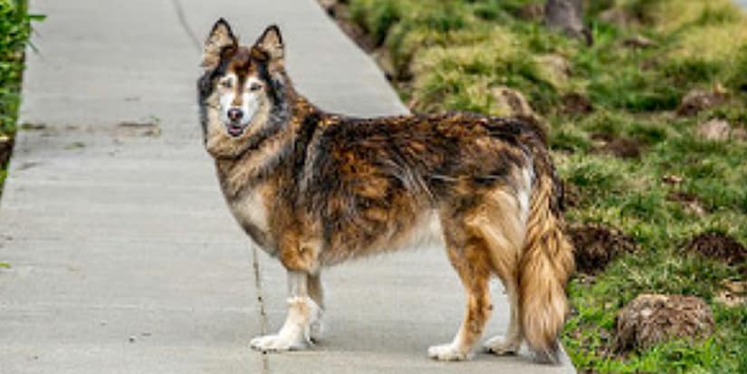 Benefits of CBD to Pets
